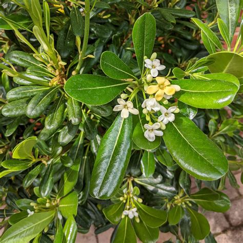 Pittosporum tobira (9.5 litre pot) 80-100cm - bushy evergreen shrub