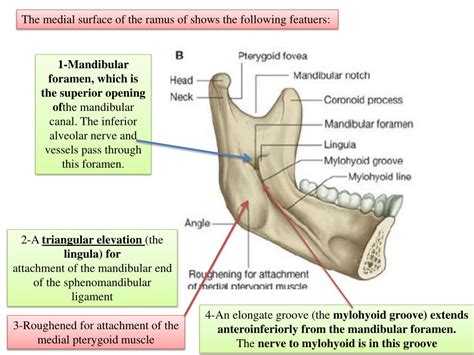 PPT - The ramus of mandible is quadrangular in shape and has medial and lateral surfaces ...