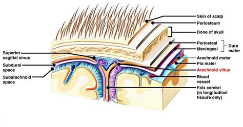 Arachnoid Villi and Arachnoid Granulations – Earth's Lab | Notes inspiration, Physiology ...