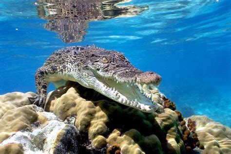 Saltwater Crocodile – "OCEAN TREASURES" Memorial Library