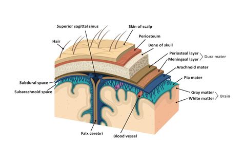 Meninges. Human brain | Education Illustrations ~ Creative Market