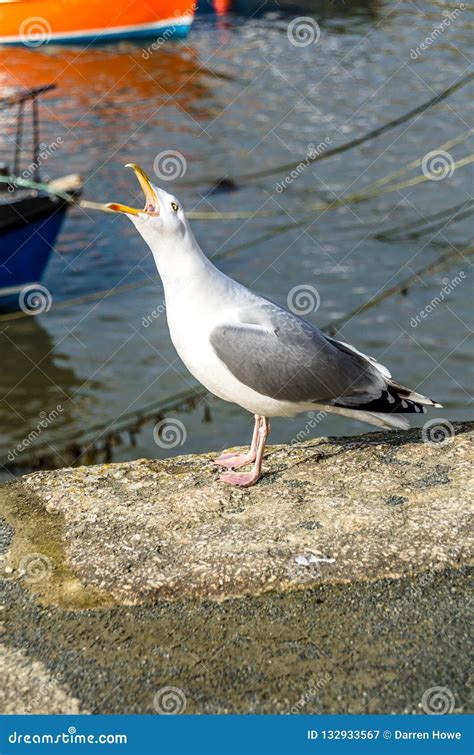 Seagull at Porthleven stock image. Image of cornwall - 132933567