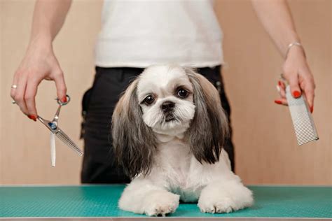 The Ultimate Guide To Shih Tzu Grooming: How To Groom A Shih Tzu At ...