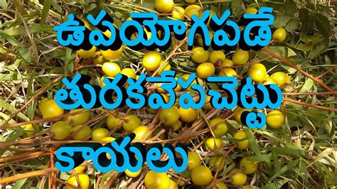 ఉపయోగపడే తురకవేపచెట్టు కాయలు how to thuraka vepa chettu leaves.and ...