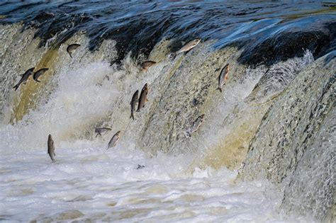 The Epic Migration of Salmon - Animals Around The Globe