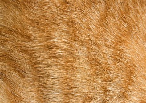 Cat fur texture stock image. Image of hair, feline, nobody - 11687527