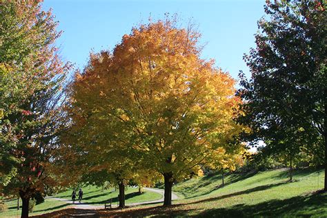 Minnesota Seasons - black maple