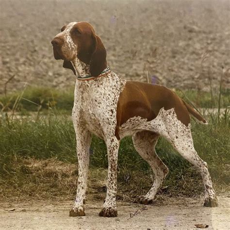 Bracco Italiano - Your Complete Breed Guide To The Italian Pointer - The Goody Pet