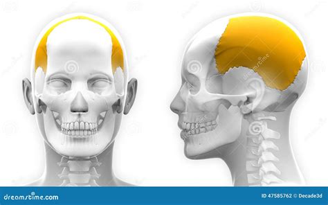 Female Parietal Bone Skull Anatomy - Blue Concept Stock Illustration - Image: 47585762