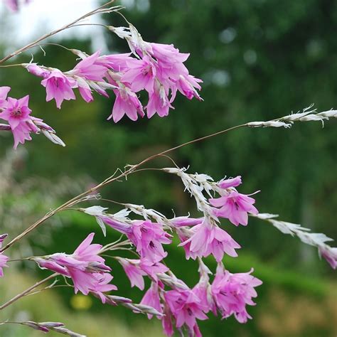 Buy angel's fishing rod Dierama 'Pink Rocket'