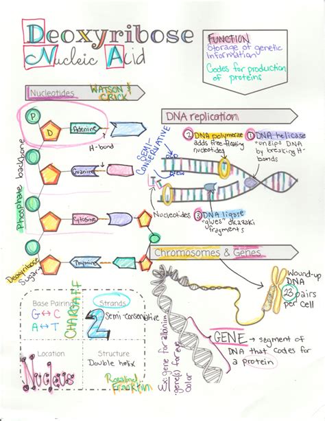 DNA Structure, Function and Replication Sketch Notes | Biology notes, Teaching biology, Biology ...