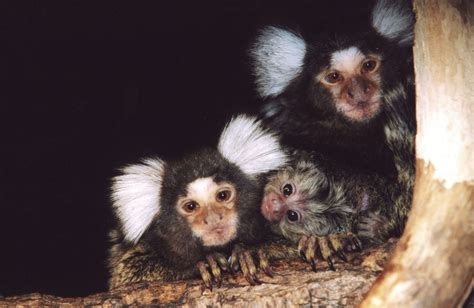 Common Marmoset - Zoo