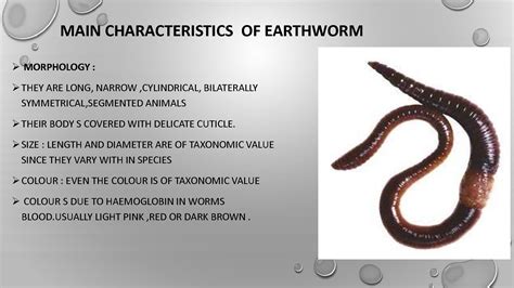 SOLUTION: Types of Earthworm Classification Presentation - Studypool