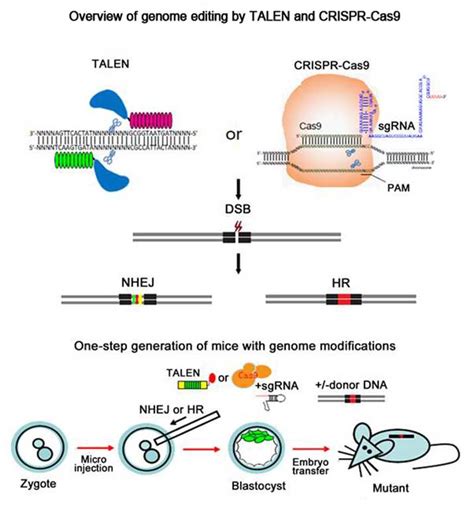 Mansión asiático finalizando crispr cas9 mouse model cafetería Turbina poco