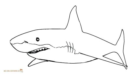 Great White Shark Outline Drawing | Free download on ClipArtMag