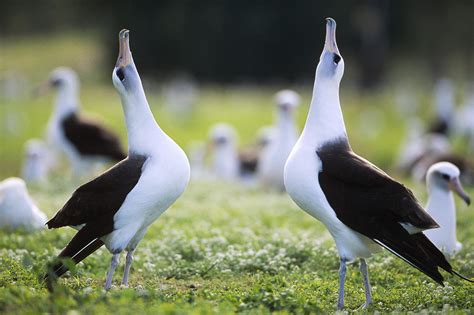 Laysan Albatross Courtship Dance Hawaii Photograph by Tui De Roy