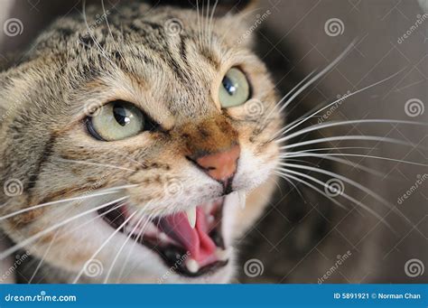 Angry Hissing Cat Stock Image - Image: 5891921