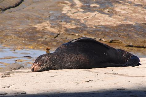 New Zealand Fur seal - ZooChat