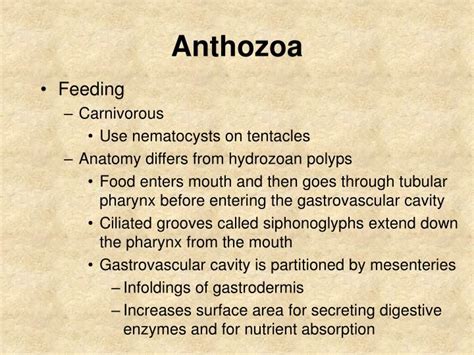 PPT - Anthozoa - Corals and Anemones PowerPoint Presentation - ID:4733435