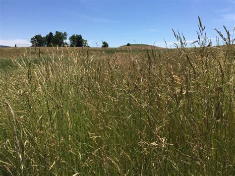 Creeping Red Fescue (Festuca rubra) - Great Basin Seeds