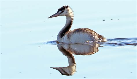 AUSTRALASIAN Temperate Freshwater birds