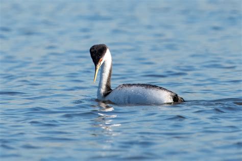 ML614569646 - Western Grebe - Macaulay Library