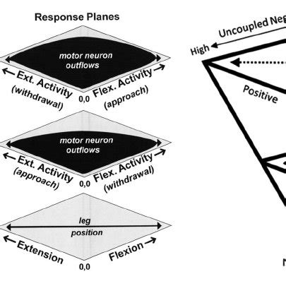 Hierarchical and heterarchical organizations. A heterarchy differs from ...