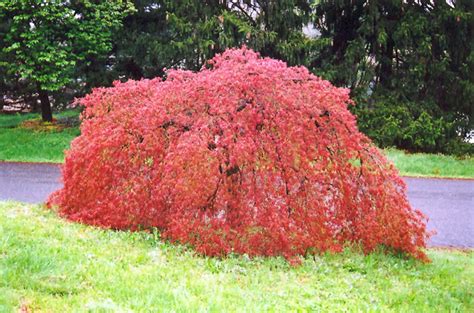 Weeping Japanese Maple (Acer palmatum 'Pendulum') in Chatham Kent Wallaceburg Blenheim Tilbury ...