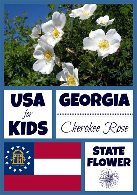 Georgia State Flower - USA Facts for Kids