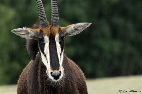 Black Sable Antelope by Jan Willemsen - Image Abyss