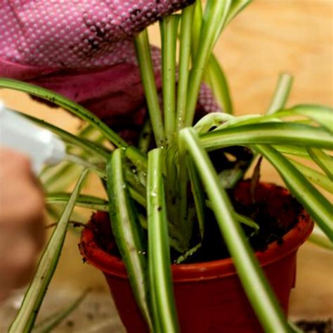 Spider plant (Air Purifier plants), Furniture & Home Living, Gardening ...