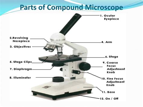 Compound Light Microscope Parts And Functions Ppt | Shelly Lighting