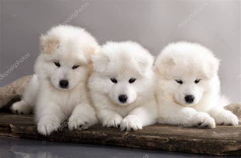 Samoyed dog — Stock Photo © Lilun_Li #14532617