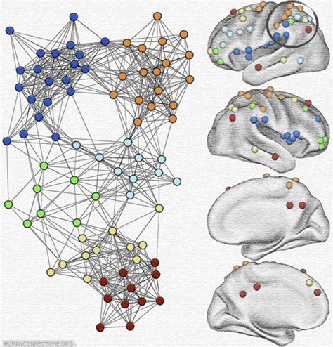 Washington University plays leading role in ambitious brain-mapping project - Science by Seltzer