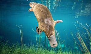 Australia's egg-laying mammals provide clues to our earliest ancestor | Science | The Guardian