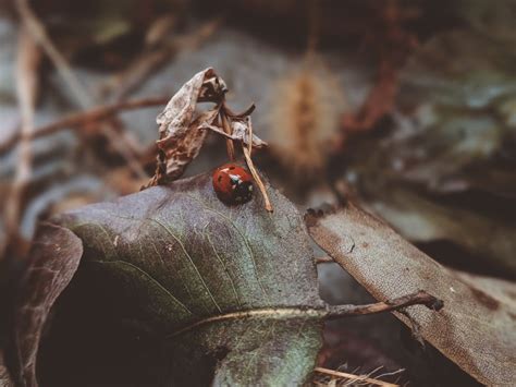 Close Up Photo of Ladybug on Leaf during Daytime · Free Stock Photo