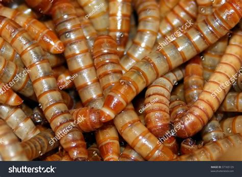 Flour Worms Stock Photo 37165129 : Shutterstock