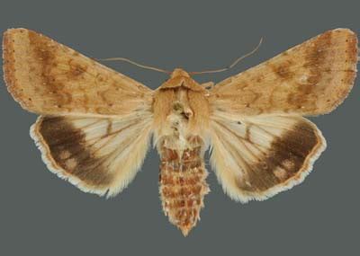 Moth Photographers Group – Genitalia – 990370 – 19370 – Helicoverpa ...