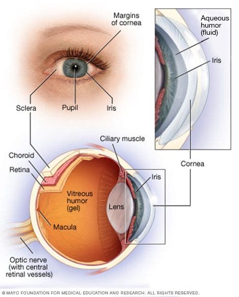 What is Presbyopia? | Lasik eye surgery, Eye surgery, Presbyopia