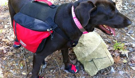 The Ultimate Dog Hiking Gear Guide | The Dog People by Rover.com