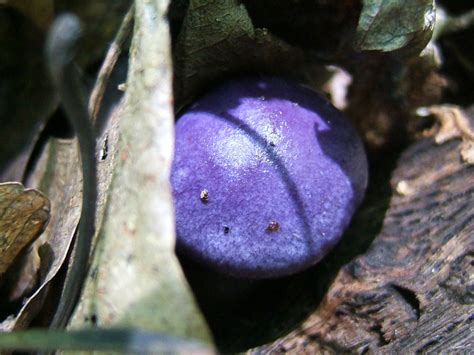 Purple mushroom, the woods up north in Michigan