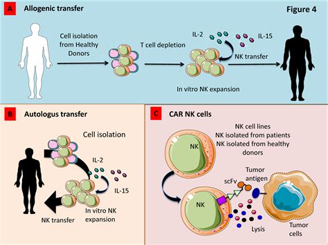 Cancers | Free Full-Text | Natural Killer Cells as Key Players of Tumor Progression and ...