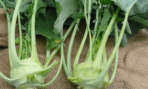 Growing Kohlrabi: Time To Grow Alien Veggies - Epic Gardening