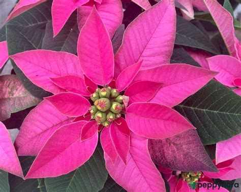 Buy Poinsettia Pink Online | Peppyflora®