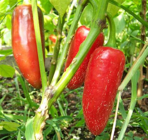 Mexican Jalapeño Hot Pepper Capsicum Annuum - 25 seeds