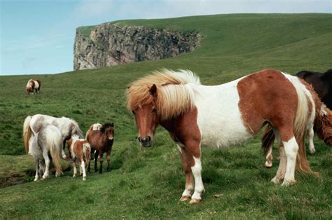 Shetland Pony Horse Breed Profile