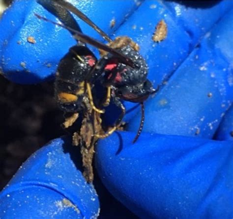 Second yellow-legged hornet nest found in Wilmington Island, Georgia