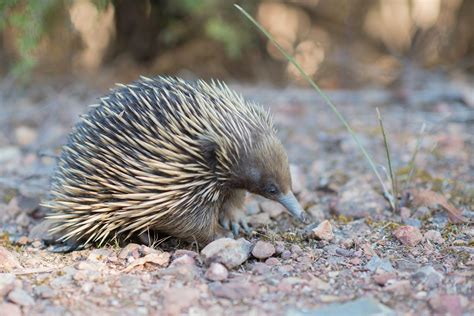 10 weird and wonderful animals native to Australia | Deakin Navigator