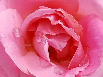pink roses wallpaper, greeting card, flower, rose, floral, decoration, gift, flowering plant ...