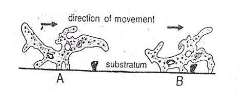 Locomotion or Movement of Amoeba proteus | Diagram - Swarborno